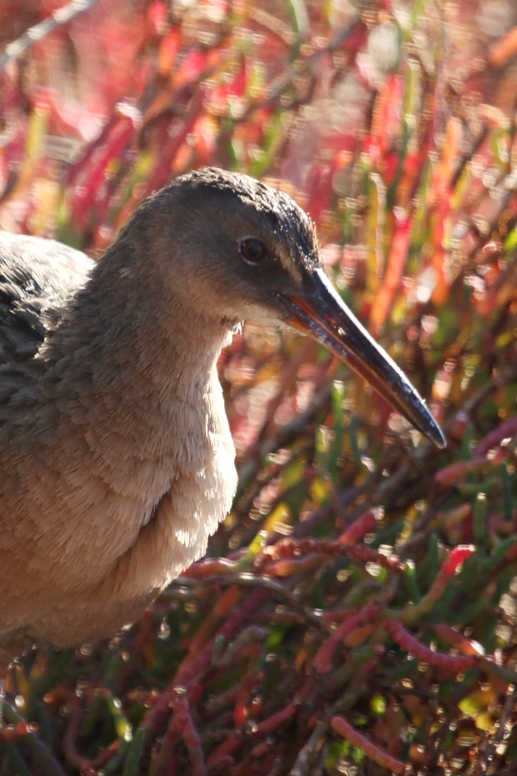 clapper rail